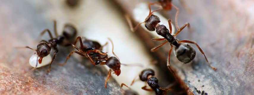 Ant Control Welshpool