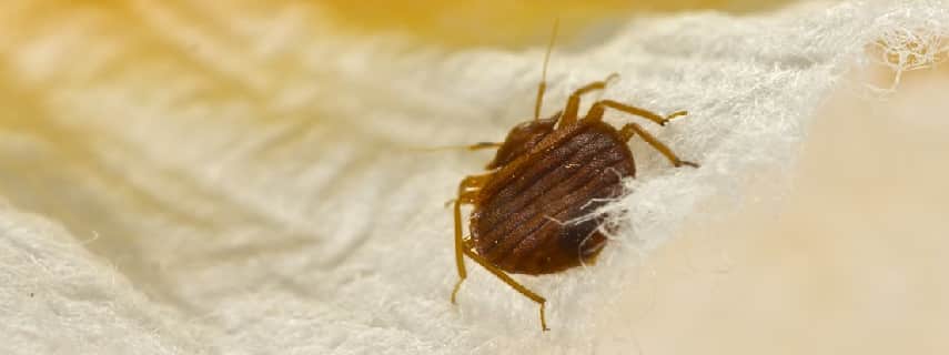 Bed Bug Control Hope Valley
