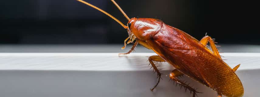 Cockroach Control Bertram