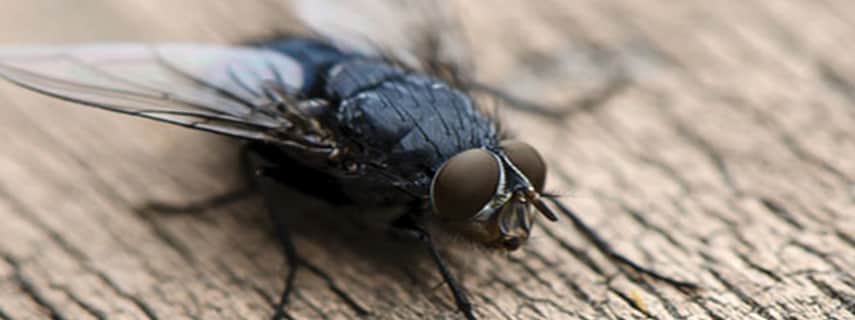 Flies Control Mount Helena