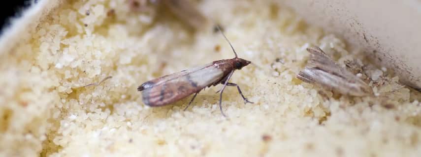 Moth Control Perth Airport