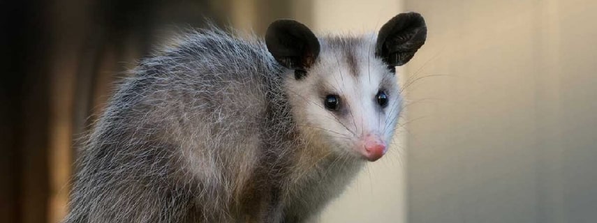 Possum Removal Eglinton
