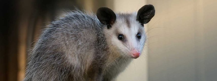 Possum Removal Dalkeith