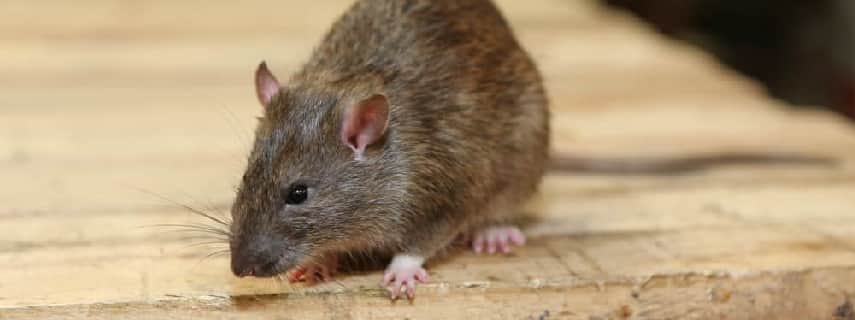 Rodent Control Darling Downs
