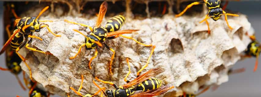 Wasp Removal Canning Mills