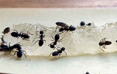 Ant Control Treatment Perth
