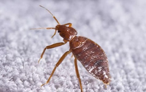 Professional Bed Bugs Control Perth