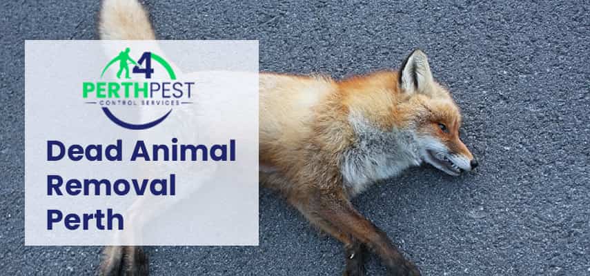 Dead Animal Removal Perth